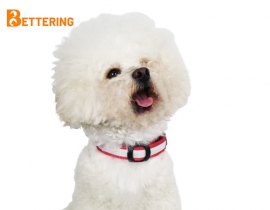 2023 Safety USB Rechargeable Collar Night Illuminated Glowing Luminous Light Pet LED Dog Collar